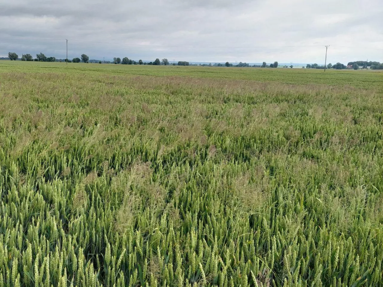 Działaj, zanim chwasty przejmą pole