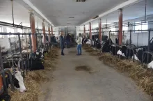 Obora mieści 50 legowisk uwieziowych przeznaczonych dla krów dojnych