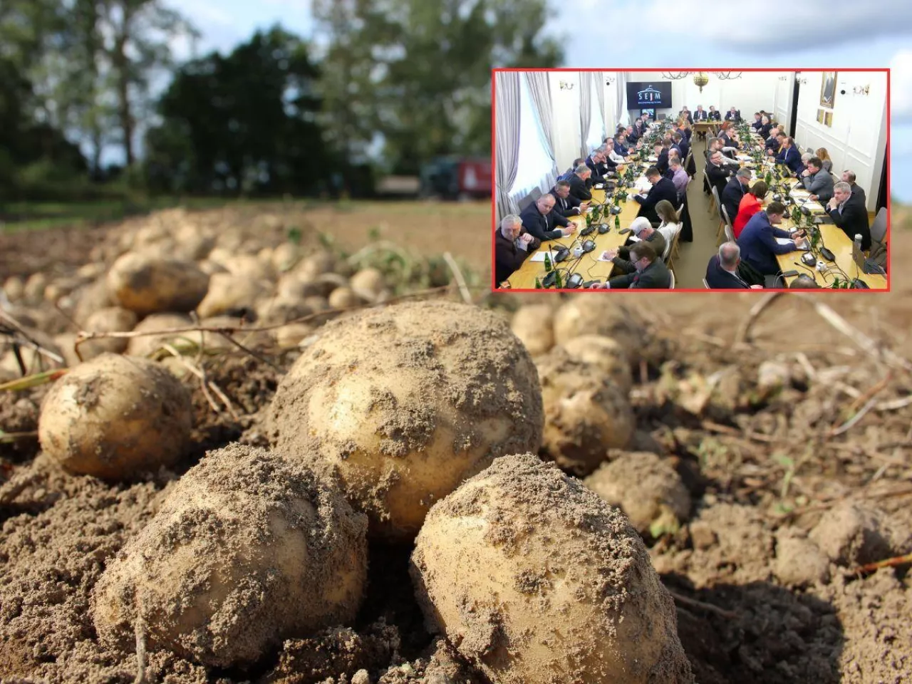 Kryzys na rynku ziemniaka