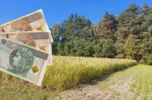 pole z miododajnymi, po lewej polskie banknoty